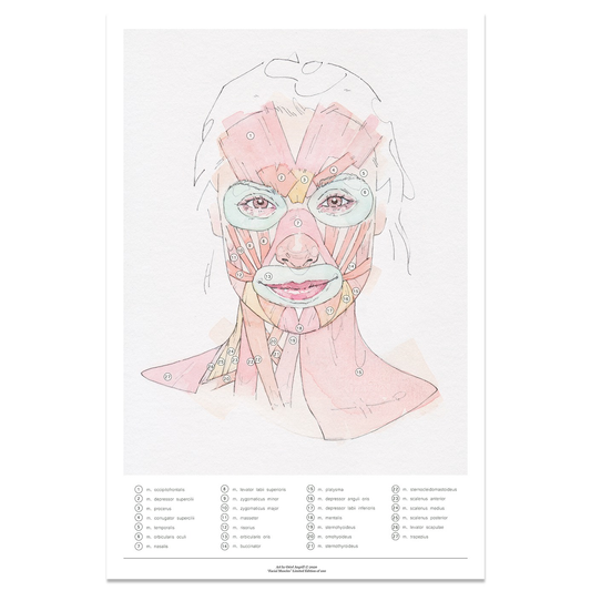 Art By Oriol Angrill | Facial Muscles (Limited edition)